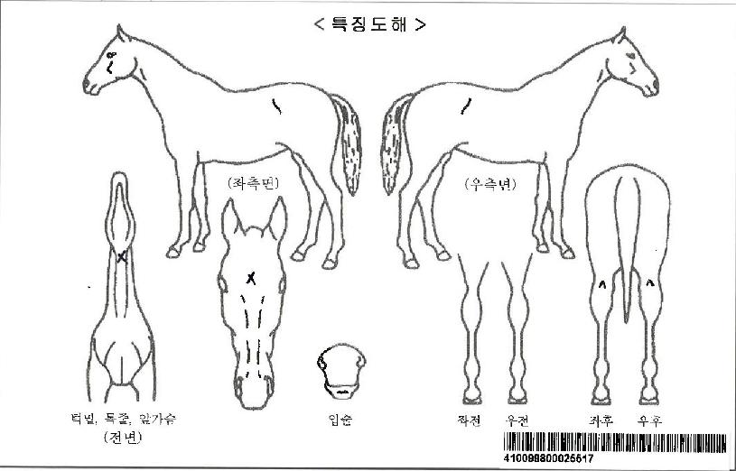 ¸±¸®º§ºñÀÚ¸¶ÀÇ Ãø¸é,¿ì¸é,µÞ¸é,µÎ»ó,´Ù¸®ÀÇ Æ¯Â¡µµÇØ