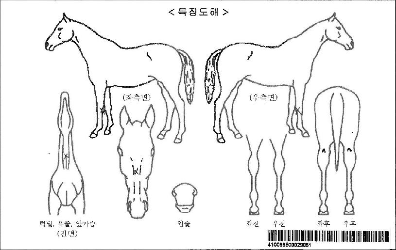 °æ¿¬ÇÑÁúÁÖÀÚ¸¶ÀÇ Ãø¸é,¿ì¸é,µÞ¸é,µÎ»ó,´Ù¸®ÀÇ Æ¯Â¡µµÇØ