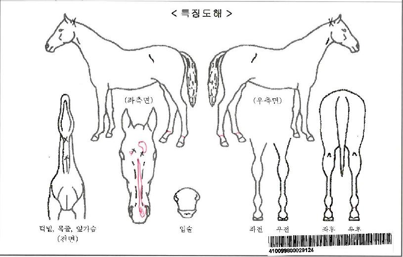 Äý¾÷ÀÚ¸¶ÀÇ Ãø¸é,¿ì¸é,µÞ¸é,µÎ»ó,´Ù¸®ÀÇ Æ¯Â¡µµÇØ
