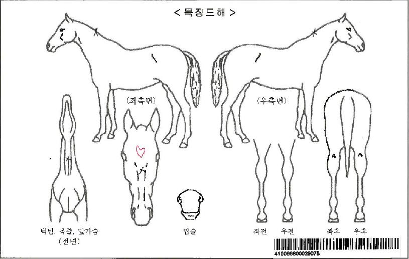 ÄèÇѸíǰÀÚ¸¶ÀÇ Ãø¸é,¿ì¸é,µÞ¸é,µÎ»ó,´Ù¸®ÀÇ Æ¯Â¡µµÇØ