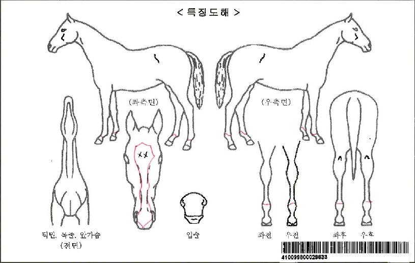 Åõ°íÀ©ÀÚ¸¶ÀÇ Ãø¸é,¿ì¸é,µÞ¸é,µÎ»ó,´Ù¸®ÀÇ Æ¯Â¡µµÇØ