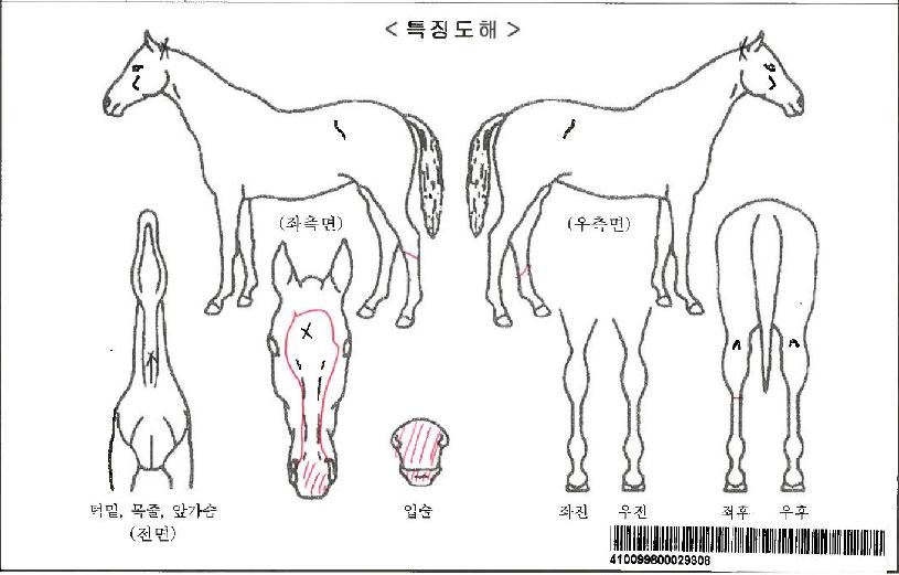 ´ÙÀ̳ª½ºÆÛÆ®ÀÚ¸¶ÀÇ Ãø¸é,¿ì¸é,µÞ¸é,µÎ»ó,´Ù¸®ÀÇ Æ¯Â¡µµÇØ