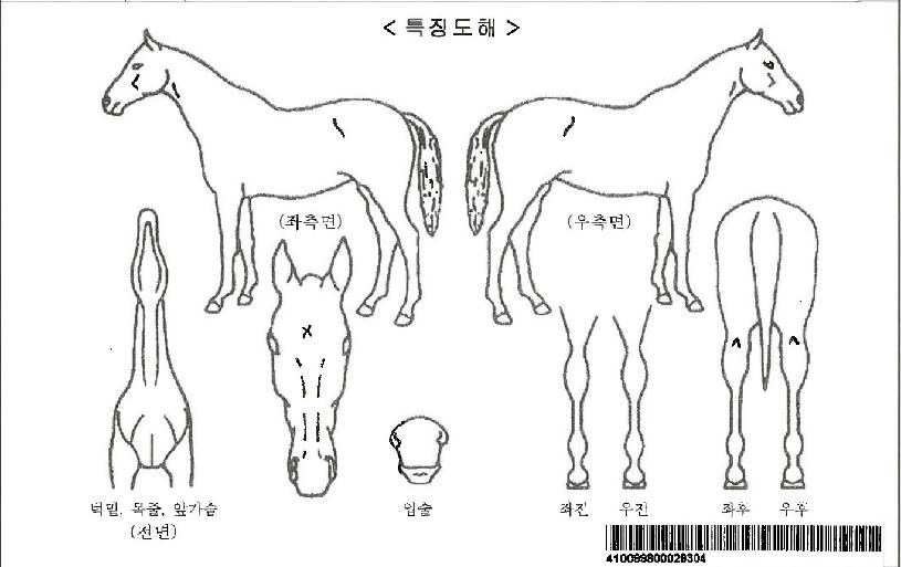 ¶óÀÎÀÕ¾÷ÀÚ¸¶ÀÇ Ãø¸é,¿ì¸é,µÞ¸é,µÎ»ó,´Ù¸®ÀÇ Æ¯Â¡µµÇØ