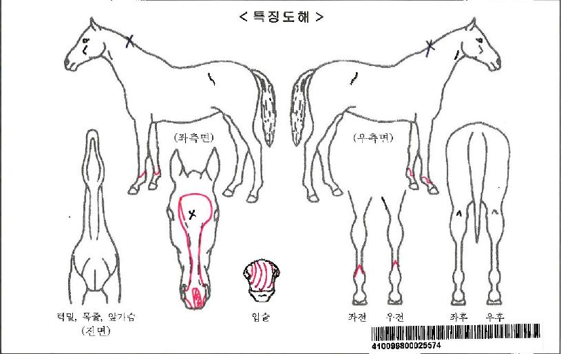 ´õÀ¯ÀÚ¸¶ÀÇ Ãø¸é,¿ì¸é,µÞ¸é,µÎ»ó,´Ù¸®ÀÇ Æ¯Â¡µµÇØ