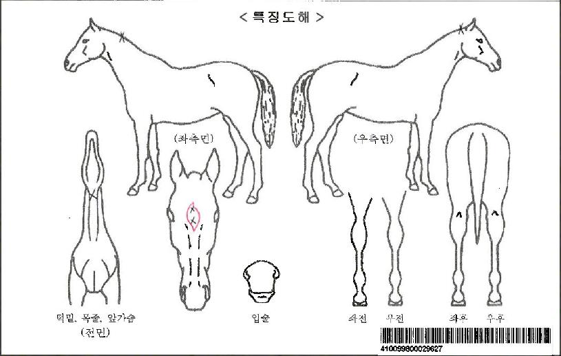 ���ﺼƮ�ڸ��� ����,���,�޸�,�λ�,�ٸ��� Ư¡����