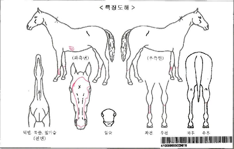 Å©·ç½ºµ¨¼ö¸£ÀÚ¸¶ÀÇ Ãø¸é,¿ì¸é,µÞ¸é,µÎ»ó,´Ù¸®ÀÇ Æ¯Â¡µµÇØ