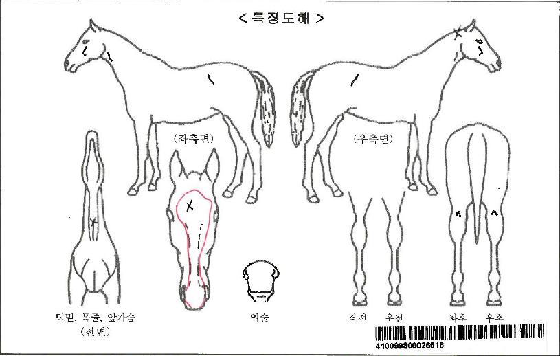 �����ڸ��� ����,���,�޸�,�λ�,�ٸ��� Ư¡����