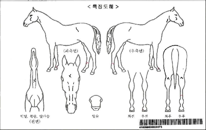 ÆÄÅ©ºí·¹À̵åÀÚ¸¶ÀÇ Ãø¸é,¿ì¸é,µÞ¸é,µÎ»ó,´Ù¸®ÀÇ Æ¯Â¡µµÇØ