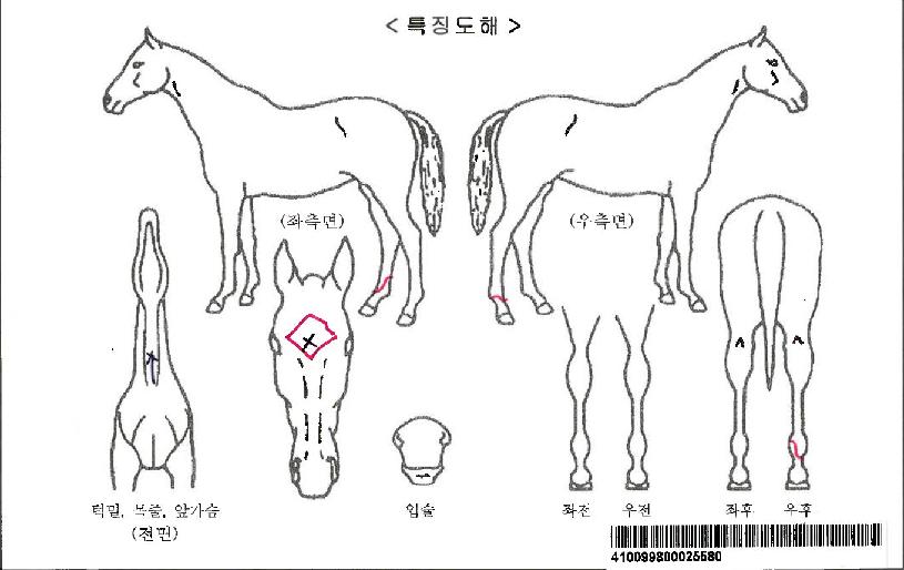 �ʰ������ڸ��� ����,���,�޸�,�λ�,�ٸ��� Ư¡����