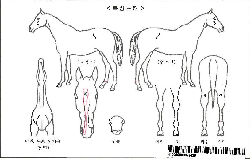 ¾Çµ¿¾Æ¸£°íÀÚ¸¶ÀÇ Ãø¸é,¿ì¸é,µÞ¸é,µÎ»ó,´Ù¸®ÀÇ Æ¯Â¡µµÇØ