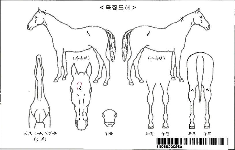 õ¸¶Åõµ¥ÀÌÀÚ¸¶ÀÇ Ãø¸é,¿ì¸é,µÞ¸é,µÎ»ó,´Ù¸®ÀÇ Æ¯Â¡µµÇØ