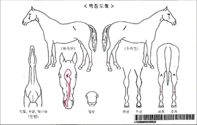 ºñÄÉÀÌ´º¹®ÀÚ¸¶ÀÇ Ãø¸é,¿ì¸é,µÞ¸é,µÎ»ó,´Ù¸®ÀÇ Æ¯Â¡µµÇØ