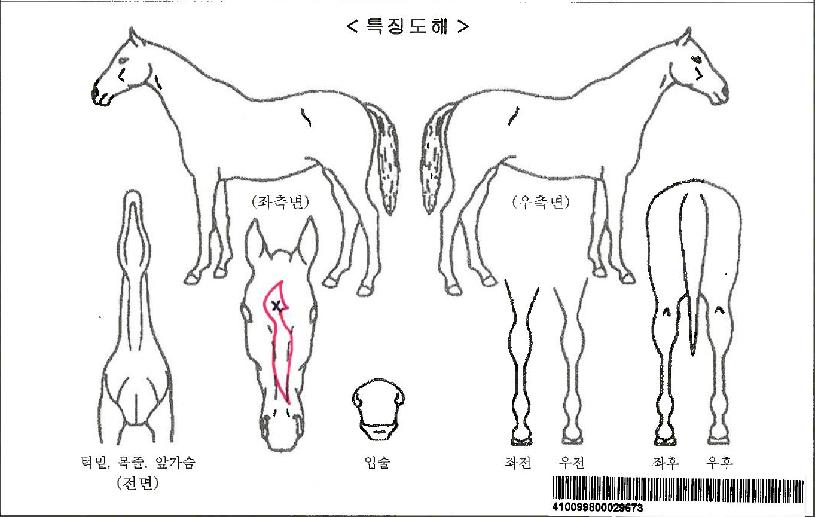 Ŭ���ĸ�ġ�ڸ��� ����,���,�޸�,�λ�,�ٸ��� Ư¡����