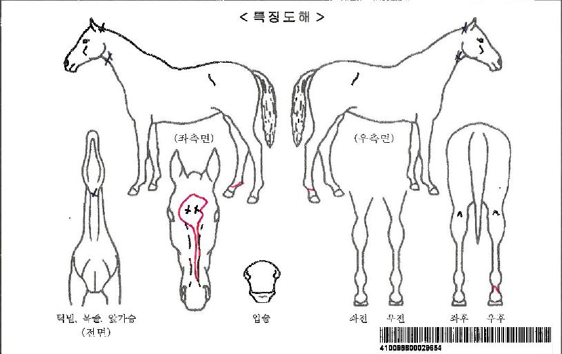 ½ºÆä¼È·ÎµåÀÚ¸¶ÀÇ Ãø¸é,¿ì¸é,µÞ¸é,µÎ»ó,´Ù¸®ÀÇ Æ¯Â¡µµÇØ