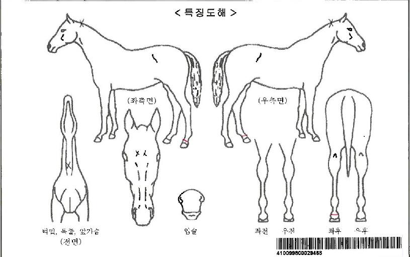 ¸¶ÀÌÆ¼ºÕÀÚ¸¶ÀÇ Ãø¸é,¿ì¸é,µÞ¸é,µÎ»ó,´Ù¸®ÀÇ Æ¯Â¡µµÇØ