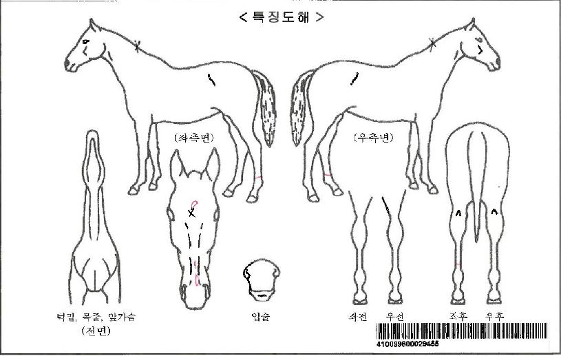 ũ�����Ű�ڸ��� ����,���,�޸�,�λ�,�ٸ��� Ư¡����