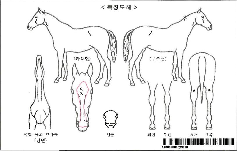 ´«ºÎ½ÅÇѼ¾ÀÚ¸¶ÀÇ Ãø¸é,¿ì¸é,µÞ¸é,µÎ»ó,´Ù¸®ÀÇ Æ¯Â¡µµÇØ
