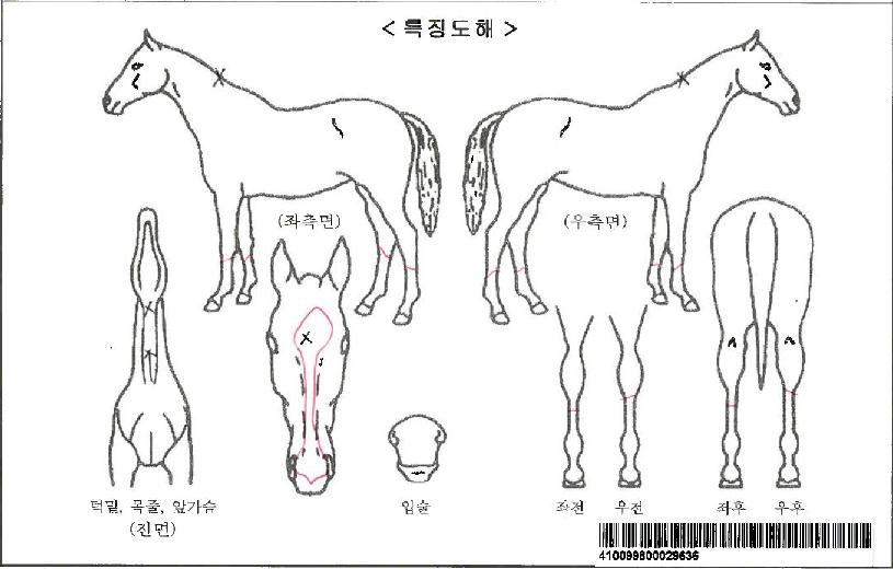 Ǫ������ڸ��� ����,���,�޸�,�λ�,�ٸ��� Ư¡����