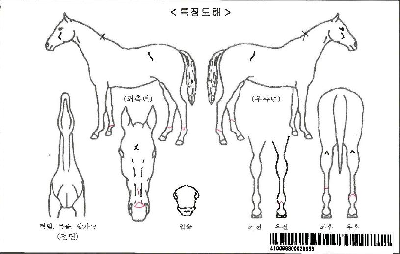 ·ÎŰºí¸®½ºÀÚ¸¶ÀÇ Ãø¸é,¿ì¸é,µÞ¸é,µÎ»ó,´Ù¸®ÀÇ Æ¯Â¡µµÇØ