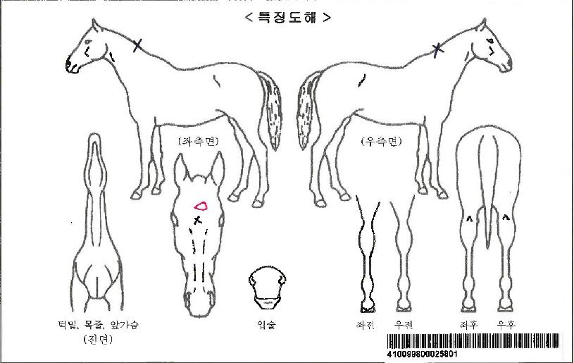 ¸¶Áß¹°ÀÚ¸¶ÀÇ Ãø¸é,¿ì¸é,µÞ¸é,µÎ»ó,´Ù¸®ÀÇ Æ¯Â¡µµÇØ