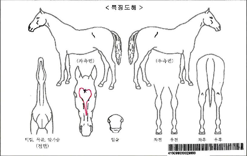 ¹ß¶ö¶óÀÚ¸¶ÀÇ Ãø¸é,¿ì¸é,µÞ¸é,µÎ»ó,´Ù¸®ÀÇ Æ¯Â¡µµÇØ