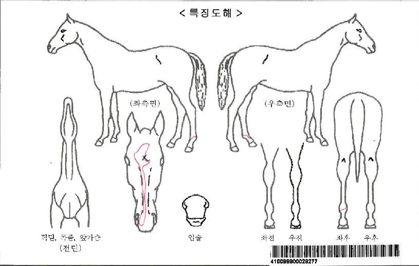 �����ϰ��ڸ��� ����,���,�޸�,�λ�,�ٸ��� Ư¡����