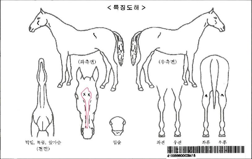 �����ġ�ڸ��� ����,���,�޸�,�λ�,�ٸ��� Ư¡����