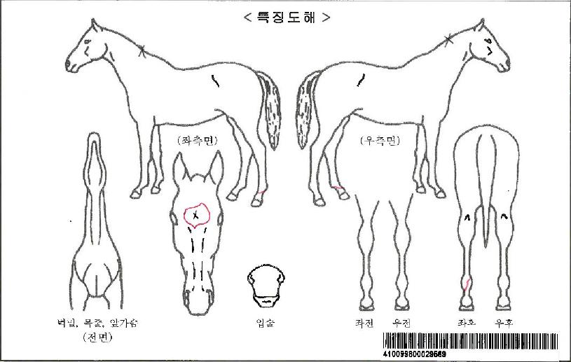 Ä÷¯¿Àºê´øÀÚ¸¶ÀÇ Ãø¸é,¿ì¸é,µÞ¸é,µÎ»ó,´Ù¸®ÀÇ Æ¯Â¡µµÇØ