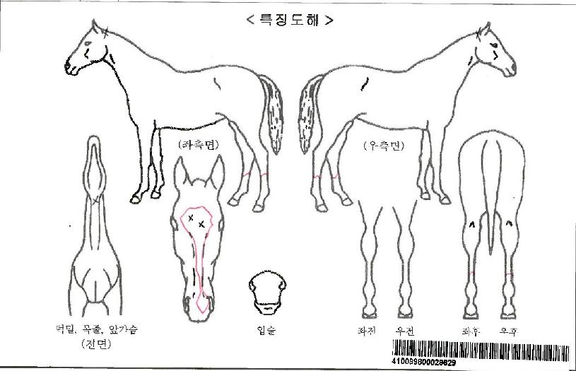 ºòÅ丮ºê¶ó¿îÀÚ¸¶ÀÇ Ãø¸é,¿ì¸é,µÞ¸é,µÎ»ó,´Ù¸®ÀÇ Æ¯Â¡µµÇØ