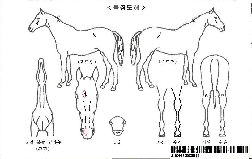 �����ǰ����ڸ��� ����,���,�޸�,�λ�,�ٸ��� Ư¡����