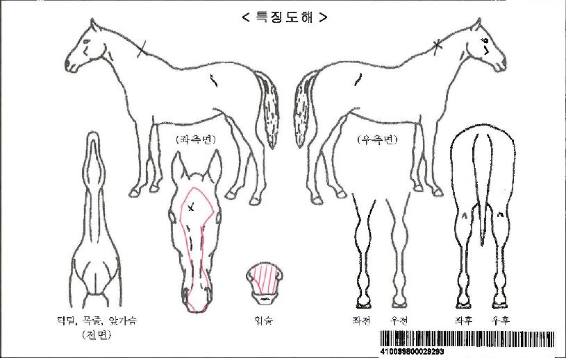 ¿Ã¹éÀÚ¸¶ÀÇ Ãø¸é,¿ì¸é,µÞ¸é,µÎ»ó,´Ù¸®ÀÇ Æ¯Â¡µµÇØ