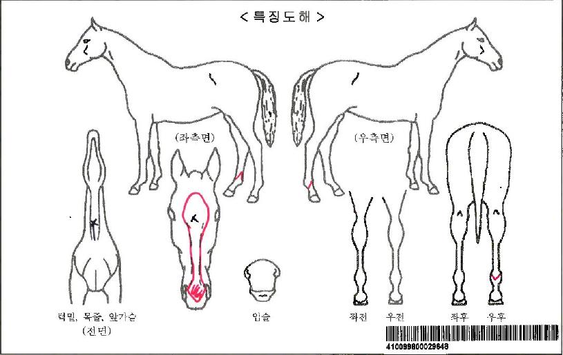 ·Îµå¶õÀÚ¸¶ÀÇ Ãø¸é,¿ì¸é,µÞ¸é,µÎ»ó,´Ù¸®ÀÇ Æ¯Â¡µµÇØ