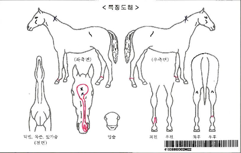 �ٳ�Ʈ�ڸ��� ����,���,�޸�,�λ�,�ٸ��� Ư¡����