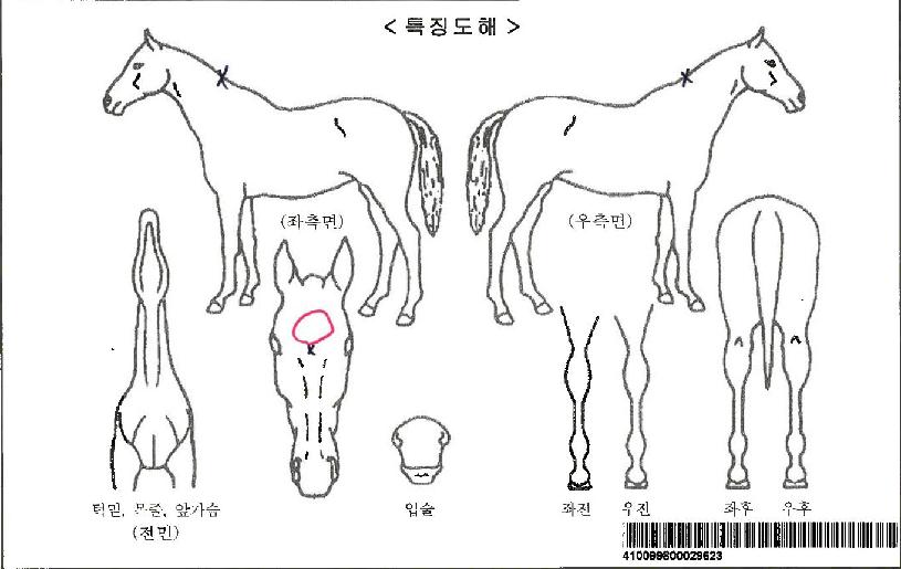 �����̹����ڸ��� ����,���,�޸�,�λ�,�ٸ��� Ư¡����