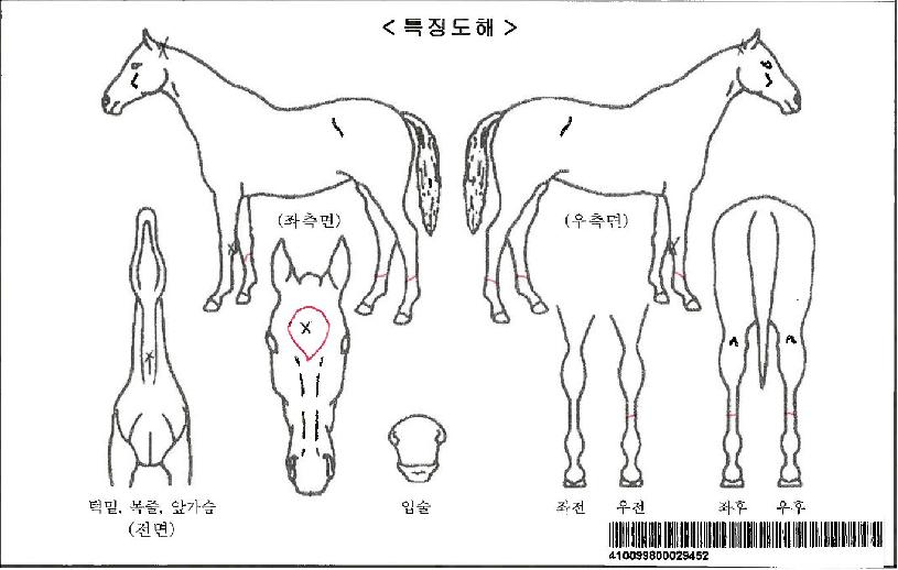 ´ÔÀÇÂù°¡ÀÚ¸¶ÀÇ Ãø¸é,¿ì¸é,µÞ¸é,µÎ»ó,´Ù¸®ÀÇ Æ¯Â¡µµÇØ