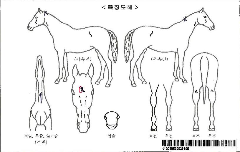 ���ǳ��ڸ��� ����,���,�޸�,�λ�,�ٸ��� Ư¡����