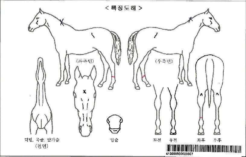 Ưº°ÀÚ¸¶ÀÇ Ãø¸é,¿ì¸é,µÞ¸é,µÎ»ó,´Ù¸®ÀÇ Æ¯Â¡µµÇØ