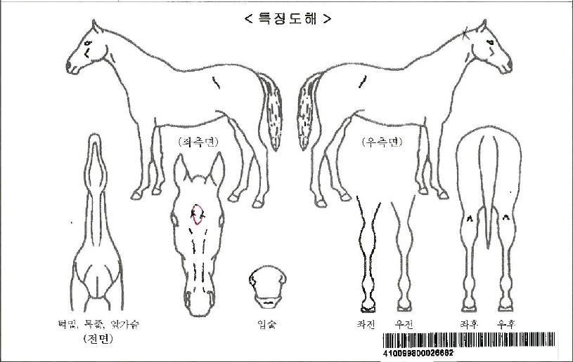 �����Ǵн��ڸ��� ����,���,�޸�,�λ�,�ٸ��� Ư¡����