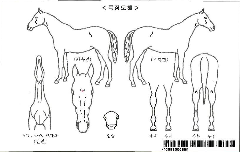 ¹ÝÁöÀÇ¿©Àü»çÀÚ¸¶ÀÇ Ãø¸é,¿ì¸é,µÞ¸é,µÎ»ó,´Ù¸®ÀÇ Æ¯Â¡µµÇØ