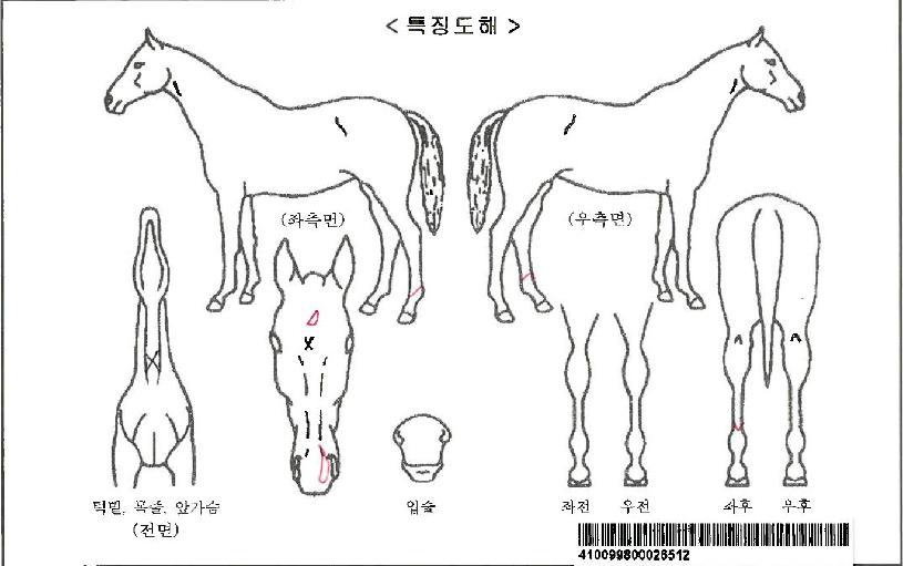 ¹°º¸¶óÀÚ¸¶ÀÇ Ãø¸é,¿ì¸é,µÞ¸é,µÎ»ó,´Ù¸®ÀÇ Æ¯Â¡µµÇØ