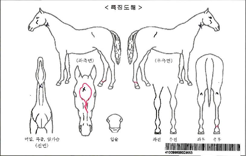 Ŭ¸°¾÷ºñÀüÀÚ¸¶ÀÇ Ãø¸é,¿ì¸é,µÞ¸é,µÎ»ó,´Ù¸®ÀÇ Æ¯Â¡µµÇØ