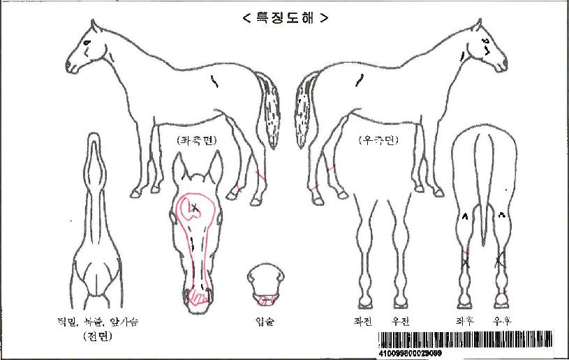 �¹ٿ��ڸ��� ����,���,�޸�,�λ�,�ٸ��� Ư¡����