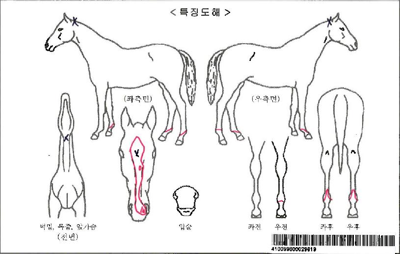 ¿¹½ÎÄýÀÚ¸¶ÀÇ Ãø¸é,¿ì¸é,µÞ¸é,µÎ»ó,´Ù¸®ÀÇ Æ¯Â¡µµÇØ