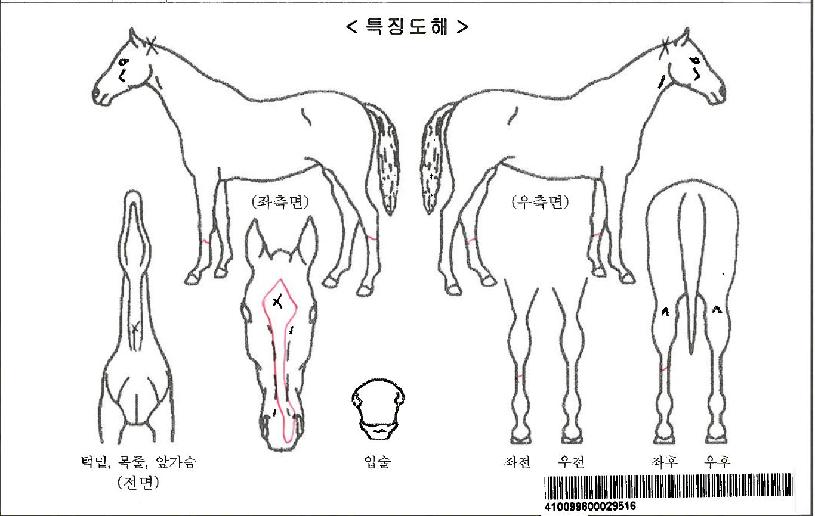 Å»·¹³ëÀÌÀÚ¸¶ÀÇ Ãø¸é,¿ì¸é,µÞ¸é,µÎ»ó,´Ù¸®ÀÇ Æ¯Â¡µµÇØ