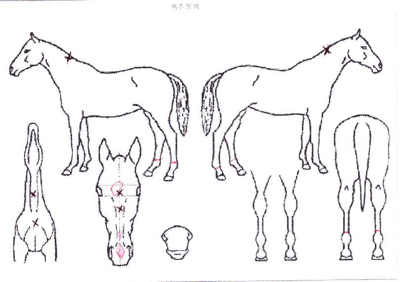 �����̼ų����� ����,���,�޸�,�λ�,�ٸ��� Ư¡����