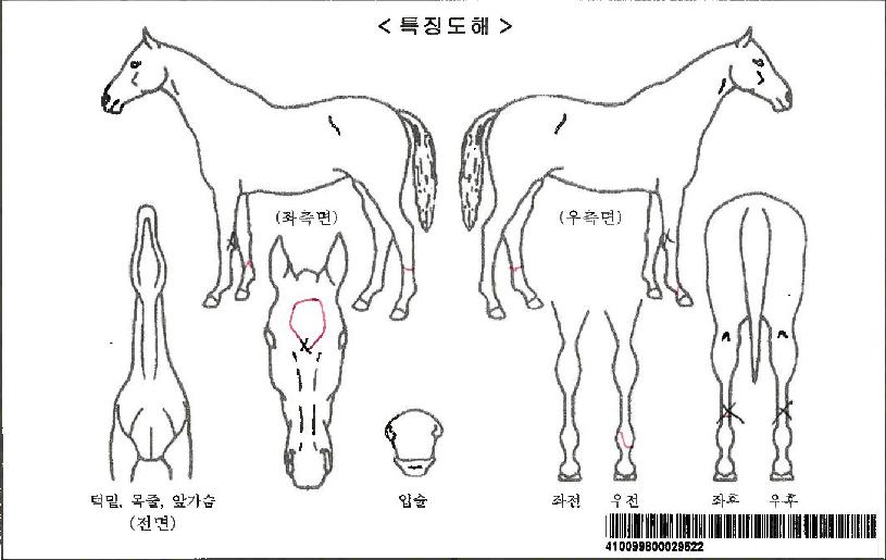 �λ��ڸ��� ����,���,�޸�,�λ�,�ٸ��� Ư¡����