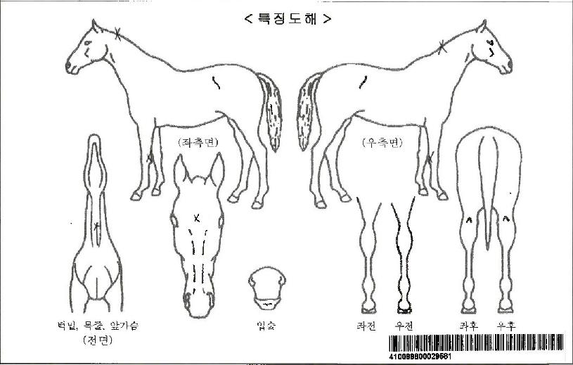 ÆäºíÈúÀÚ¸¶ÀÇ Ãø¸é,¿ì¸é,µÞ¸é,µÎ»ó,´Ù¸®ÀÇ Æ¯Â¡µµÇØ