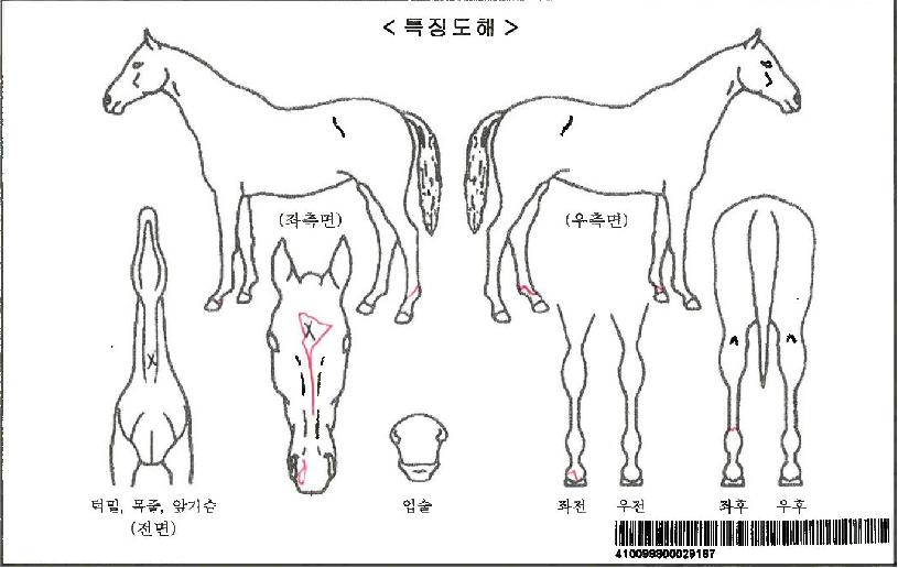 ÇÎÅ©¹ø°³ÀÚ¸¶ÀÇ Ãø¸é,¿ì¸é,µÞ¸é,µÎ»ó,´Ù¸®ÀÇ Æ¯Â¡µµÇØ