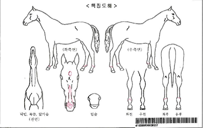 ¿µÈó·³ÀÚ¸¶ÀÇ Ãø¸é,¿ì¸é,µÞ¸é,µÎ»ó,´Ù¸®ÀÇ Æ¯Â¡µµÇØ