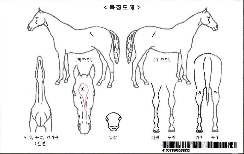 ¸ÅÄÝÀÚ¸¶ÀÇ Ãø¸é,¿ì¸é,µÞ¸é,µÎ»ó,´Ù¸®ÀÇ Æ¯Â¡µµÇØ